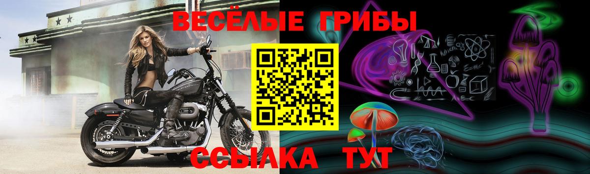 Корсаков  Галлюциногенные грибы прущие грибы  Вход с VPN  Галлюциногенные грибы Psilocybe 